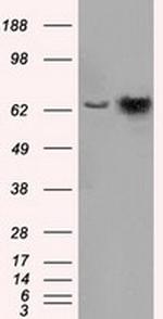 HSPA1A Antibody in Western Blot (WB)