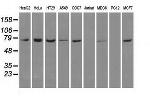 HSPA1A Antibody in Western Blot (WB)
