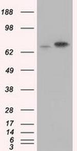 HSPA1A Antibody in Western Blot (WB)
