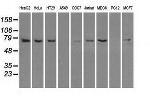 HSPA1A Antibody in Western Blot (WB)