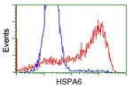 HSPA6 Antibody in Flow Cytometry (Flow)