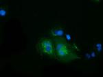 HSPA6 Antibody in Immunocytochemistry (ICC/IF)