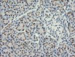 HSPA8 Antibody in Immunohistochemistry (Paraffin) (IHC (P))