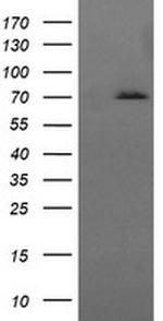 HSPA8 Antibody in Western Blot (WB)