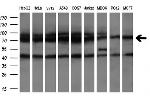 HSPA8 Antibody in Western Blot (WB)