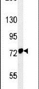 HSPA9 Antibody in Western Blot (WB)