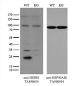 HSPB1 Antibody in Western Blot (WB)