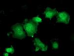 HSPBP1 Monoclonal Antibody (OTI2D1), TrueMAB™