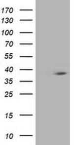 HSPBP1 Antibody in Western Blot (WB)