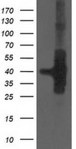 HSPBP1 Antibody in Western Blot (WB)