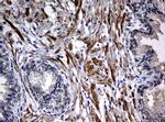 Hsp60 (HSPD1) Antibody in Immunohistochemistry (Paraffin) (IHC (P))