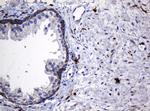 Hsp60 (HSPD1) Antibody in Immunohistochemistry (Paraffin) (IHC (P))