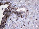 Hsp60 (HSPD1) Antibody in Immunohistochemistry (Paraffin) (IHC (P))