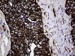Hsp60 (HSPD1) Antibody in Immunohistochemistry (Paraffin) (IHC (P))