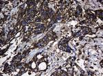 Hsp60 (HSPD1) Antibody in Immunohistochemistry (Paraffin) (IHC (P))