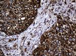 Hsp60 (HSPD1) Antibody in Immunohistochemistry (Paraffin) (IHC (P))