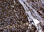 Hsp60 (HSPD1) Antibody in Immunohistochemistry (Paraffin) (IHC (P))