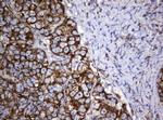 Hsp60 (HSPD1) Antibody in Immunohistochemistry (Paraffin) (IHC (P))