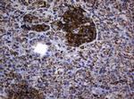 Hsp60 (HSPD1) Antibody in Immunohistochemistry (Paraffin) (IHC (P))