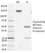 CD3e Antibody in SDS-PAGE (SDS-PAGE)