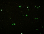 Influenza B NP Antibody in Immunocytochemistry (ICC/IF)