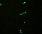 Influenza B NP Antibody in Immunocytochemistry (ICC/IF)