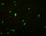 Influenza B NP Antibody in Immunocytochemistry (ICC/IF)