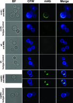 MBL2 Antibody in Immunocytochemistry (ICC/IF)
