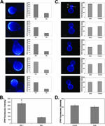 MBL2 Antibody in Immunocytochemistry (ICC/IF)