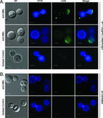 MBL2 Antibody in Immunocytochemistry (ICC/IF)