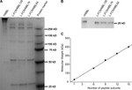MBL2 Antibody in Western Blot (WB)