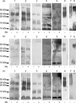 MBL2 Antibody in Western Blot (WB)