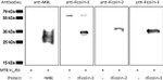 MBL2 Antibody in Western Blot (WB)