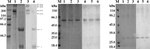 MBL2 Antibody in Western Blot (WB)