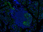 GLP-1 Antibody in Immunohistochemistry (IHC)