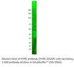 HYPE Polyclonal Antibody