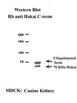 CBLL1 Antibody in Western Blot (WB)