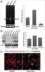 Haptoglobin Antibody in Western Blot, Immunocytochemistry (WB, ICC/IF)