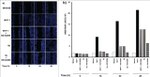 Haptoglobin Antibody in Immunocytochemistry (ICC/IF)