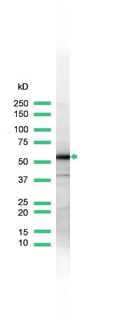 HSP60 Antibody in Western Blot (WB)