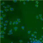 mtHSP70 Monoclonal Antibody (JG1)