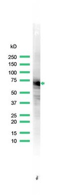 HSP70 Antibody in Western Blot (WB)