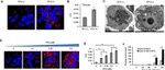 Hepatitis C Virus Core Antigen Antibody in Immunocytochemistry (ICC/IF)