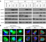 Hepatitis C Virus Core Antigen Antibody in Immunocytochemistry (ICC/IF)