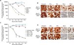 Hepatitis C Virus Core Antigen Antibody in Immunohistochemistry (IHC)