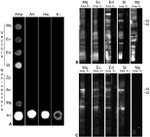 HisG Epitope Tag Antibody in Western Blot (WB)