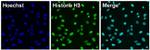 Histone H3 Antibody in Immunocytochemistry (ICC/IF)