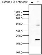 Histone H3 Antibody in Immunoprecipitation (IP)