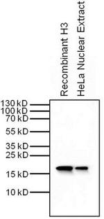 Histone H3 Antibody in Western Blot (WB)