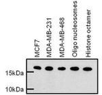 Histone H3 Antibody in Western Blot (WB)